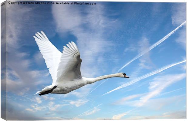 Swan in flight Canvas Print by Frank Stretton