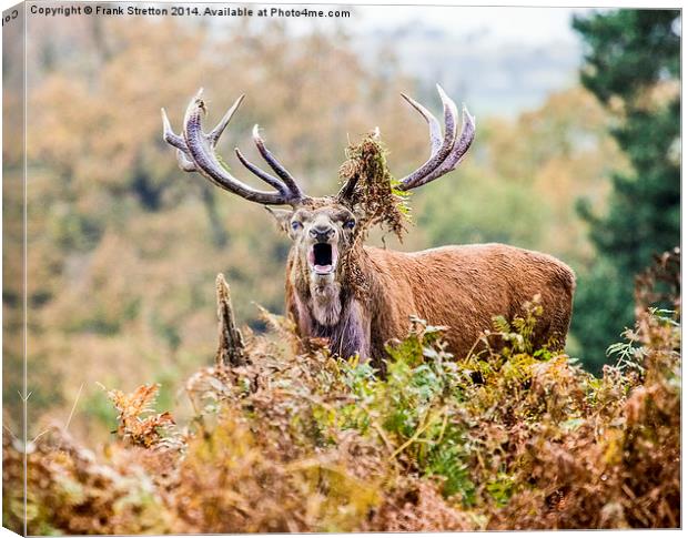 Red Deer, Stag Canvas Print by Frank Stretton