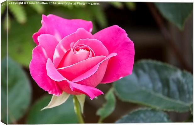 Pink Rose Canvas Print by Frank Stretton