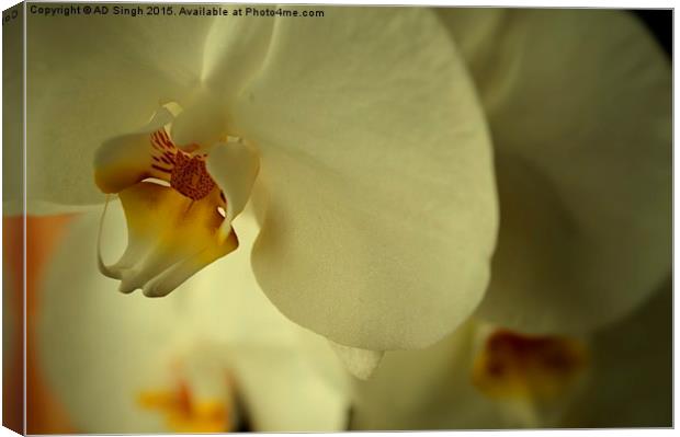  Orchid  Canvas Print by AD Singh