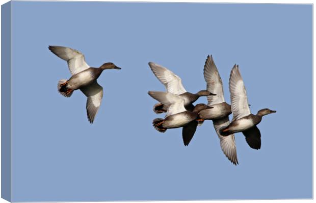 Flying Ducks Canvas Print by Michael Hopes