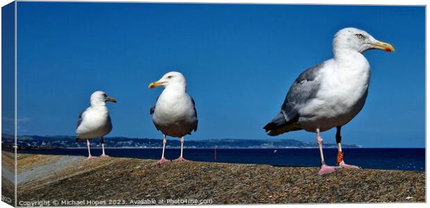 Three Seagulls waiting for next opportunity Canvas Print by Michael Hopes