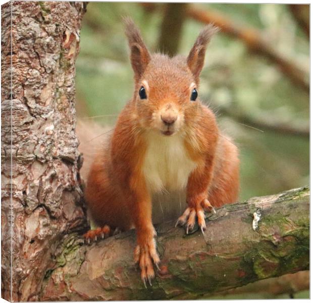 A Red Squirrel standing on a branch Canvas Print by Michael Hopes