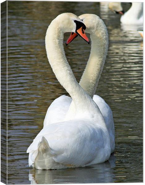 Mute Swan Courtship Canvas Print by Michael Hopes
