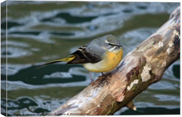 Grey Wagtail Canvas Print by Michael Hopes