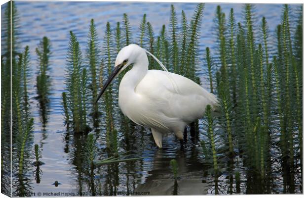 Little Egret in Water Canvas Print by Michael Hopes
