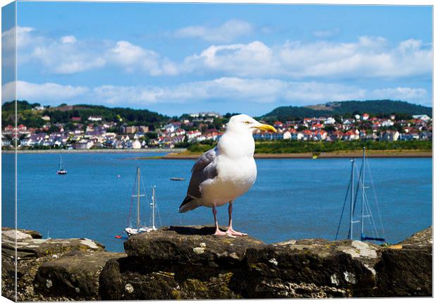  seagull at the welsh bay Canvas Print by michael swords