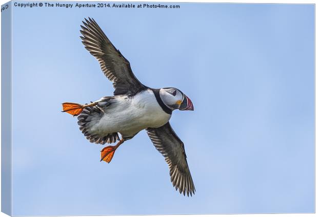 Puffin in flight Canvas Print by Stef B