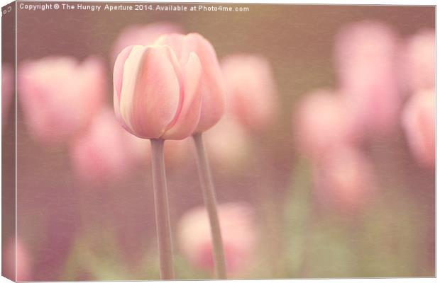 Pink Tulips Canvas Print by Stef B