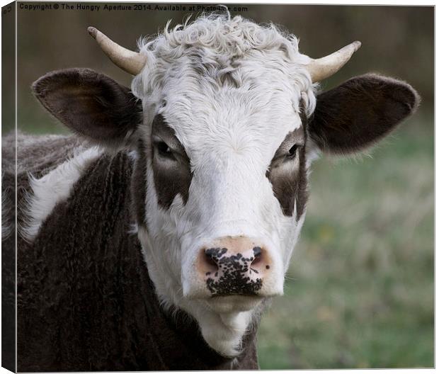 Cow Portrait Canvas Print by Stef B