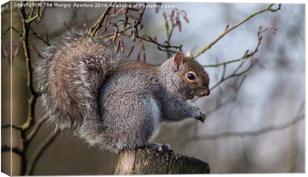 Squirrel Canvas Print by Stef B