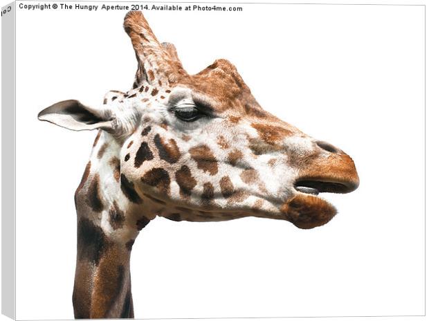 Giraffe Canvas Print by Stef B