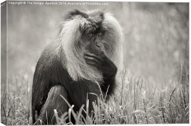 Lion Tailed Macaque Canvas Print by Stef B