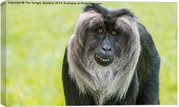 Lion Tailed Macaque Canvas Print by Stef B