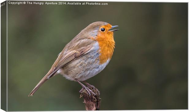 Singing Robin Canvas Print by Stef B