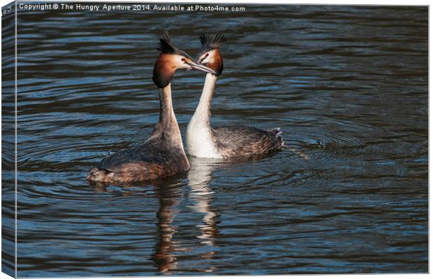 Great Crested Grebe Canvas Print by Stef B