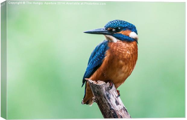 Kingfisher Canvas Print by Stef B