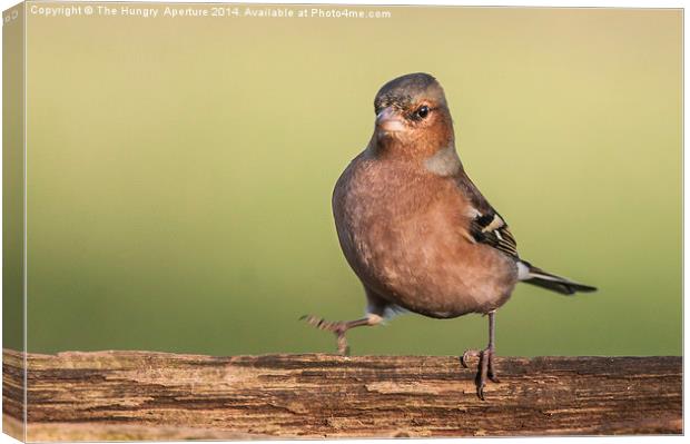 Dancing Chaffinch Canvas Print by Stef B