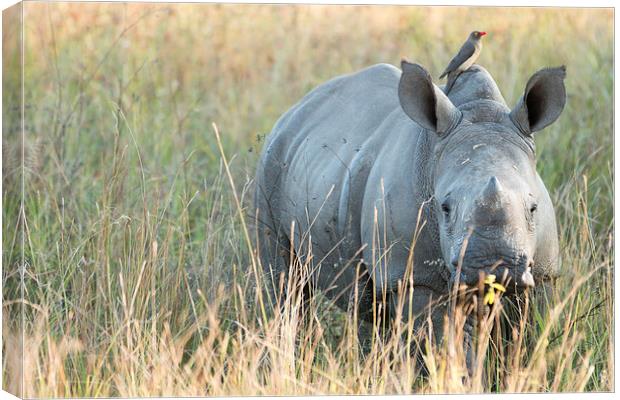 Baby Rhino Canvas Print by Andrew Sturrock