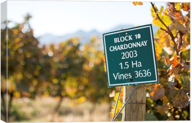 Chardonnay Vine Canvas Print by Andrew Sturrock