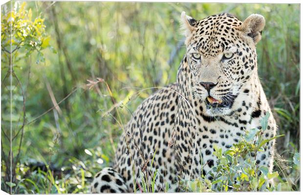 Leopard Canvas Print by Andrew Sturrock