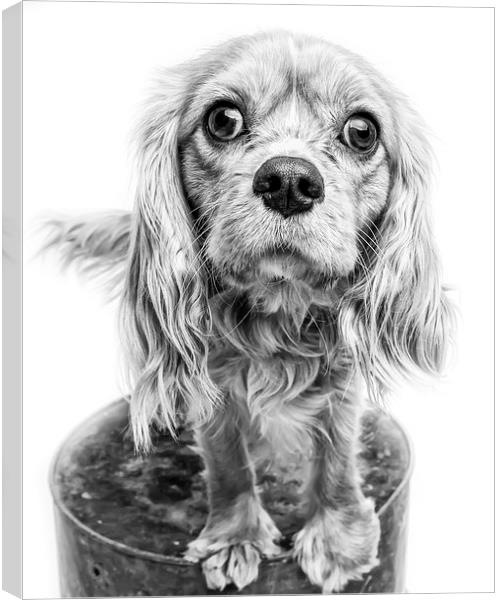 Cavalier King Charles Spaniel Puppy Dog Portrait | Canvas Print by Edward Fielding