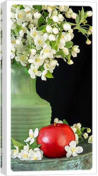 Apple Blossoms Canvas Print by Edward Fielding