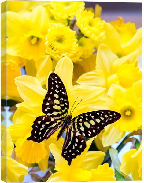Beautiful butterf ly on yellow daffodill flowers | Canvas Print by Edward Fielding