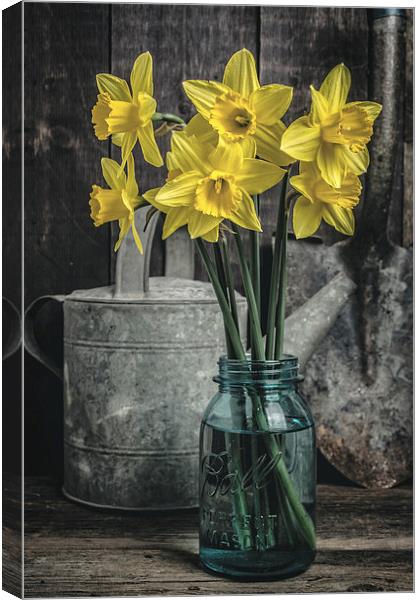 Spring Daffodil Flowers Canvas Print by Edward Fielding