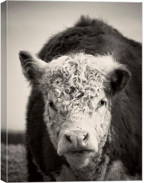 Portait of a cow Canvas Print by Edward Fielding