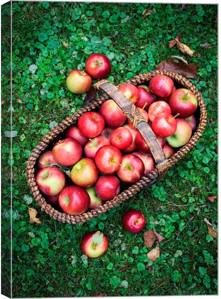 Fresh picked apples Canvas Print by Edward Fielding