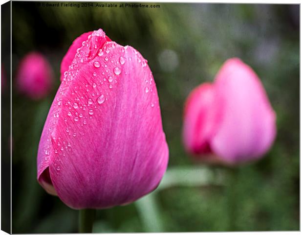 Spring Tulips Canvas Print by Edward Fielding