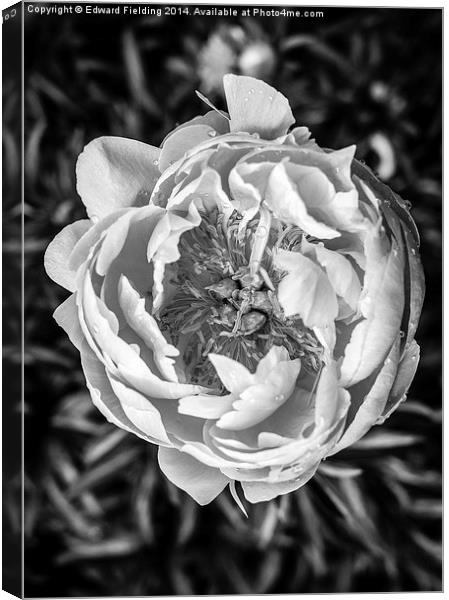 Peony flower in black and white Canvas Print by Edward Fielding