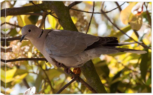 Collared Dove Canvas Print by Michael Crawford