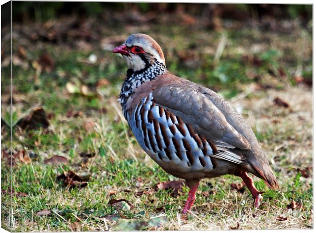 Red Legged Partridge Canvas Print by Michael Crawford