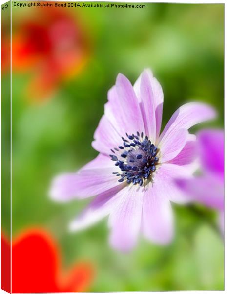 anemone flower Canvas Print by John Boud