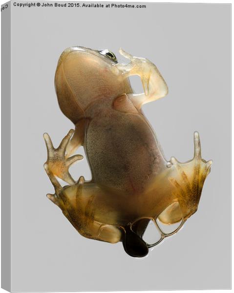  Froglet of Common Frog  Rana temporaria climbing  Canvas Print by John Boud