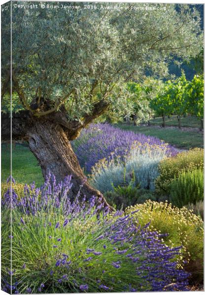Olive Tree in French Garden Canvas Print by Brian Jannsen