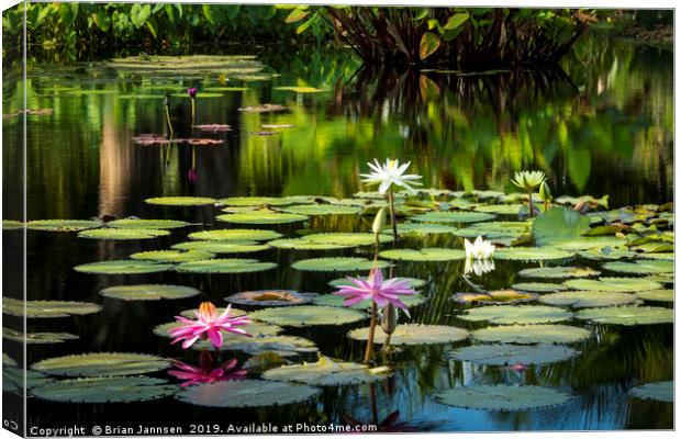 Water Lilies Canvas Print by Brian Jannsen