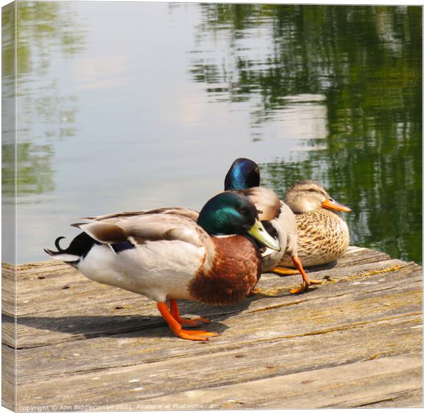 Ducks resting on the pontoon Canvas Print by Ann Biddlecombe