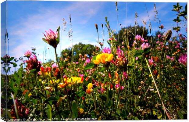 Wildflowers near the canal Canvas Print by Ann Biddlecombe