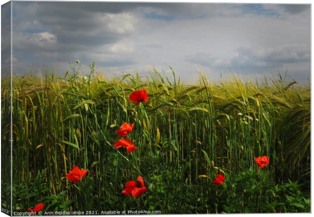 Poppies in the Barley Field Canvas Print by Ann Biddlecombe