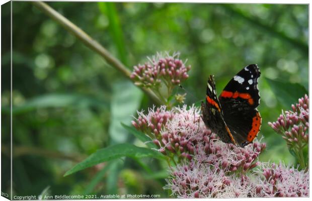 Red Admiral Butterfly Enjoying the tree blossom Canvas Print by Ann Biddlecombe