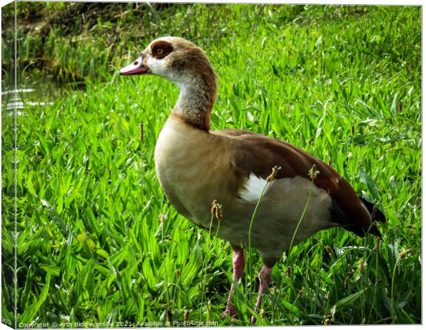 Egyptian goose Canvas Print by Ann Biddlecombe