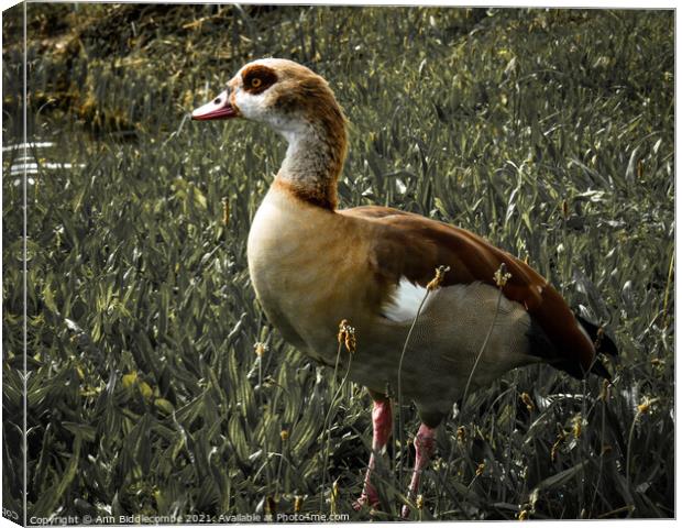 Egyptian goose with green faded out Canvas Print by Ann Biddlecombe