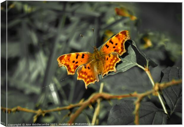 Comma butterfly with green faded out Canvas Print by Ann Biddlecombe