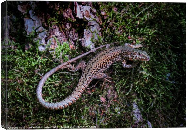 A little tree lizard Canvas Print by Ann Biddlecombe