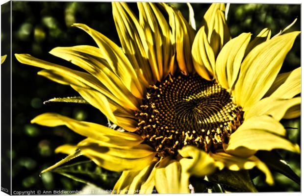 Close up of a sunflower with dramatic effect Canvas Print by Ann Biddlecombe