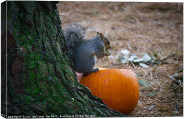 Squirrel eating a pumpkin Canvas Print by Ann Biddlecombe