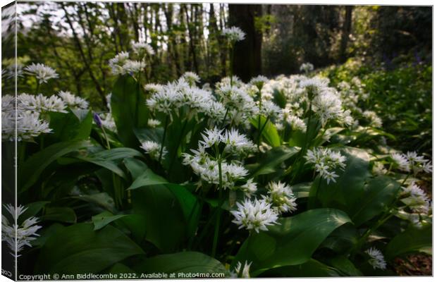 Wild garlic in the forest Canvas Print by Ann Biddlecombe